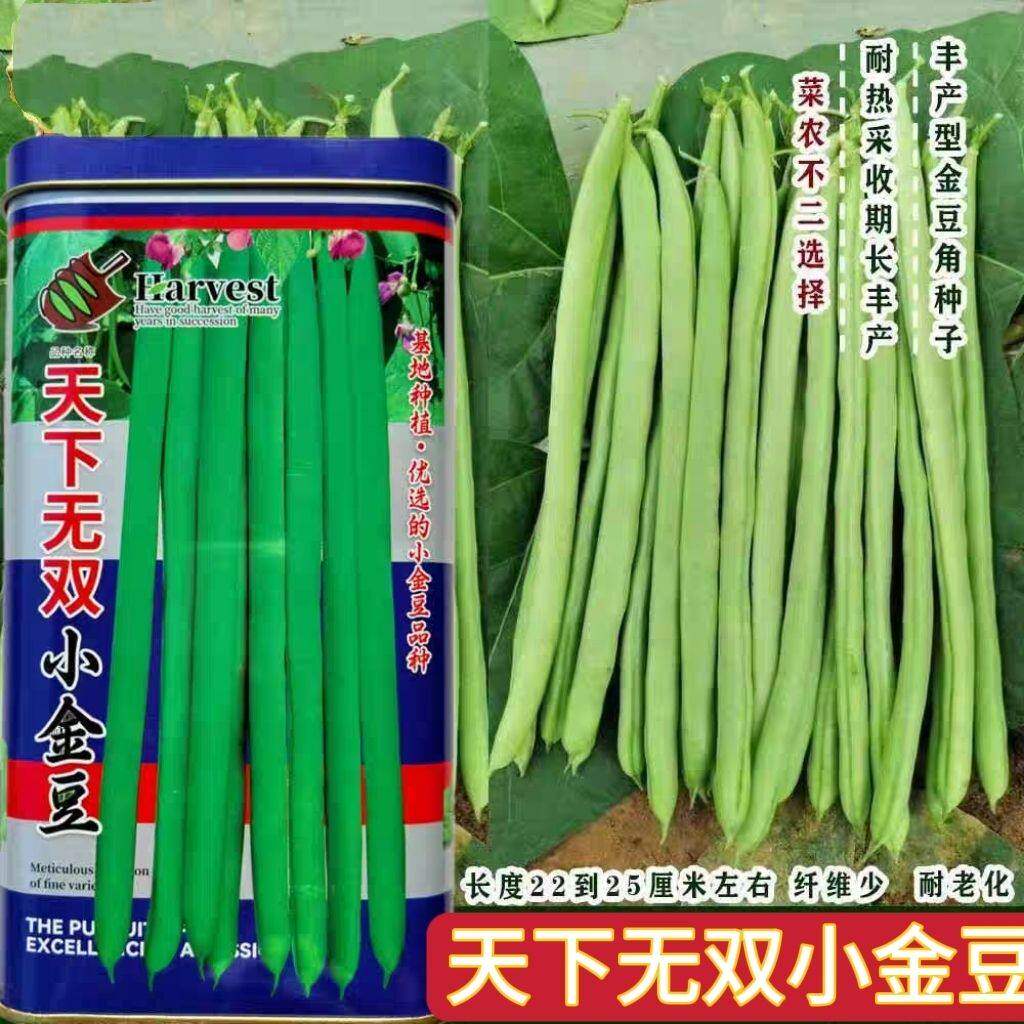 天下无双小金豆种子高产早熟蔓生无筋芸豆大棚春秋播四季豆种籽