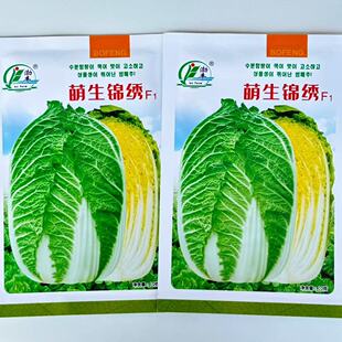 萌生锦绣大白菜种子黄心大白菜种籽抗抽薹高抗病早熟春秋黄心大球