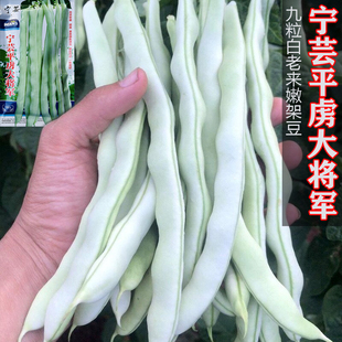 老来嫩白芸豆摘不败九粒白种子四季豆无筋豆角种籽豇豆蔬菜种子孑