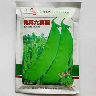 食荚大菜豌种子高产抗病耐热耐寒春秋播农家菜园基地种植蔬菜种子