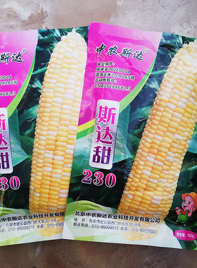 中农斯达黄白色水果玉米种子鲜食甜玉米种籽南方北方春夏两季播种