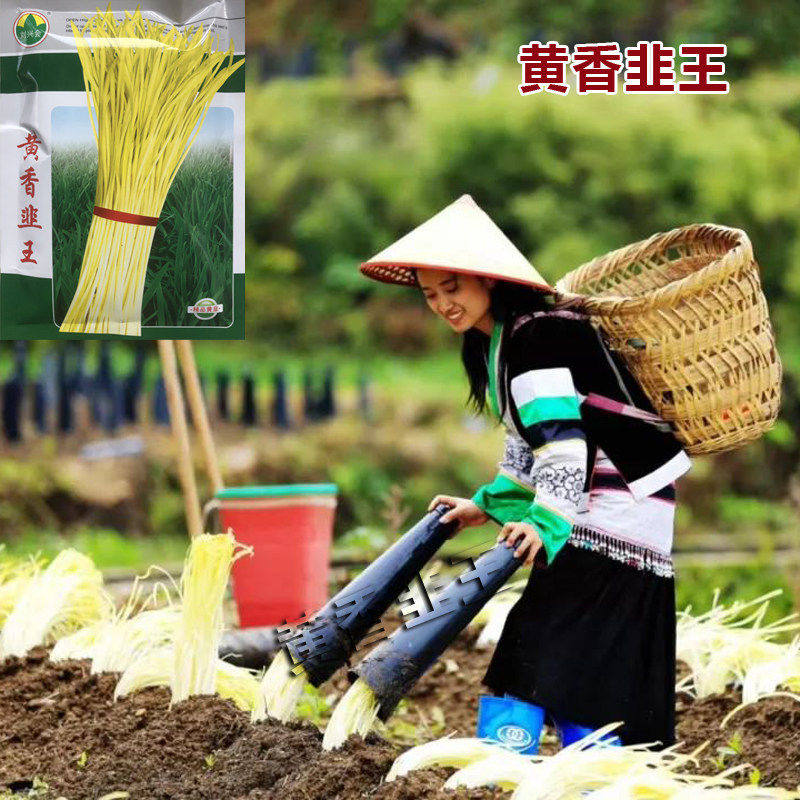 韭黄菜农家韭黄种子韭黄种子四季盆栽高产春季菜农种籽蔬菜种孑