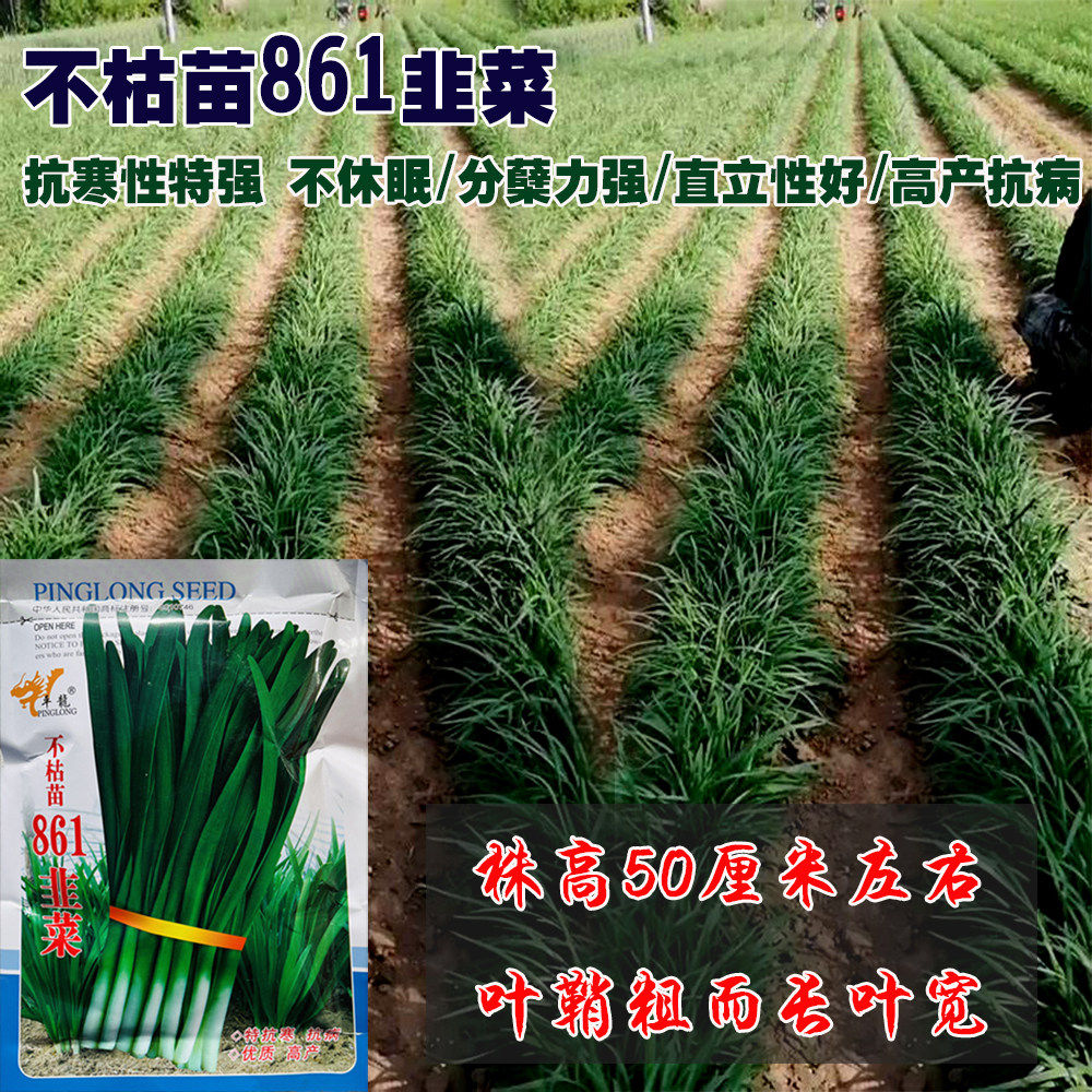 河南高产抗病不枯苗861韭菜种子耐寒不休眠宽叶浓绿直立性好种籽