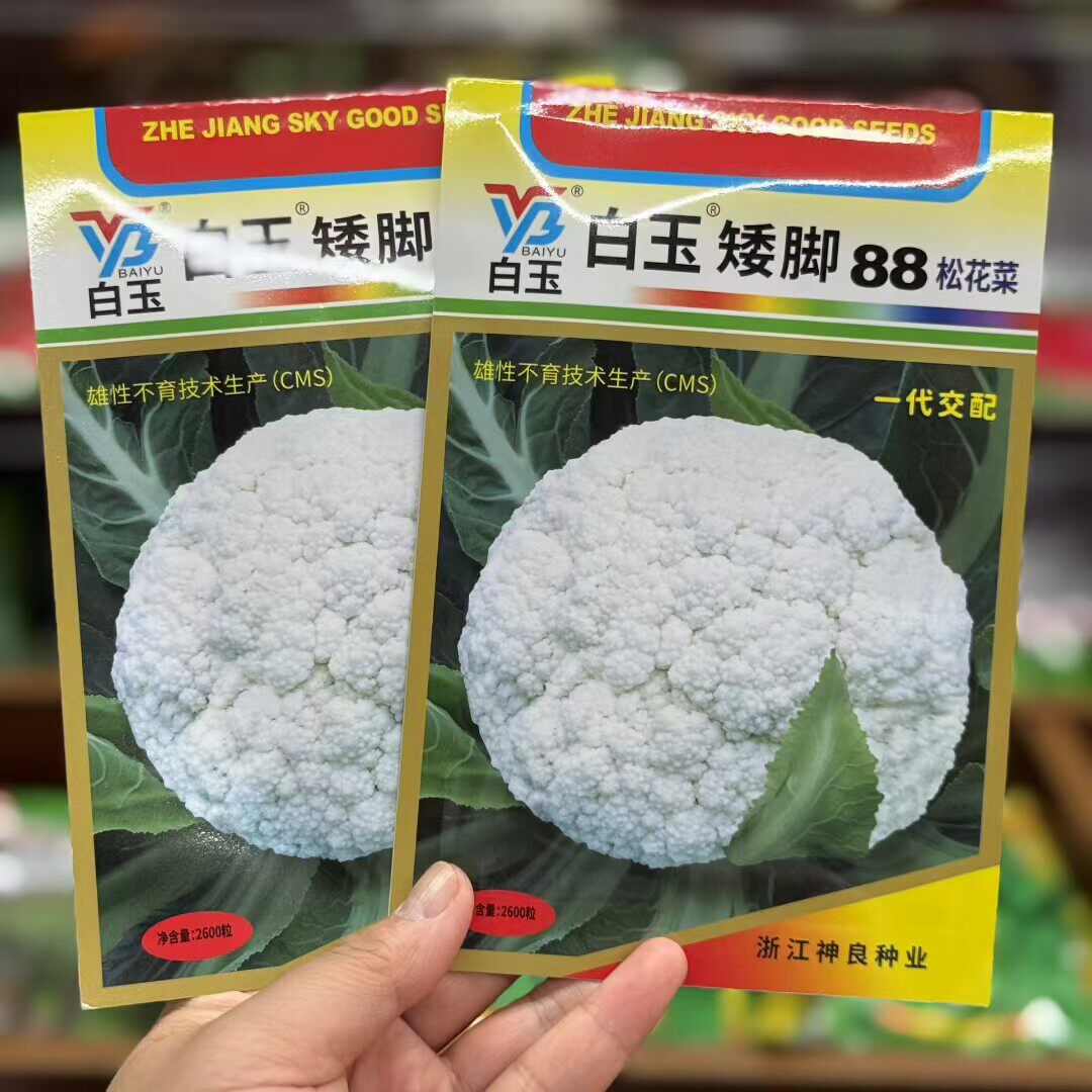 神良白玉矮脚88松花菜种子中熟青梗松花菜散花白色菜花种籽蔬菜籽