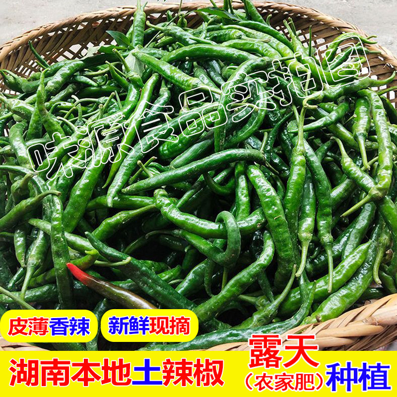 正宗湖南邵阳新鲜青椒辣蔬菜农家特产当季青椒薄皮中特辣现摘包邮