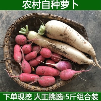 白萝卜腌制白肉小萝卜红萝卜蔬菜新鲜水萝卜红皮泡菜组合