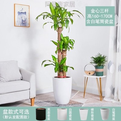 绿色植物的搬新家好养植树盆景适合室内木木真绿巴旦禄植家里盆栽