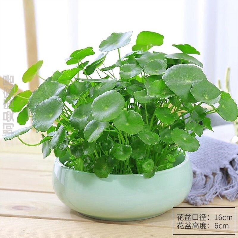 盆栽植物室内小绿植花卉好养家居花盆客厅招财空气养花碗莲卧室