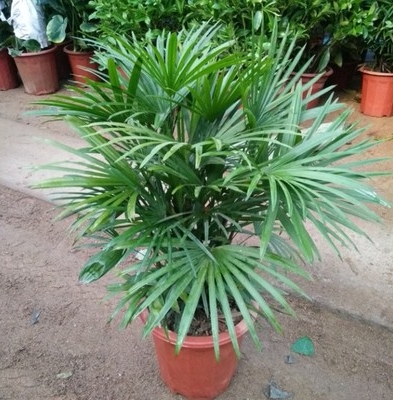 棕榈树 扇子树老人葵 蒲葵棕树苗绿化苗木庭院室外盆栽南北方种植