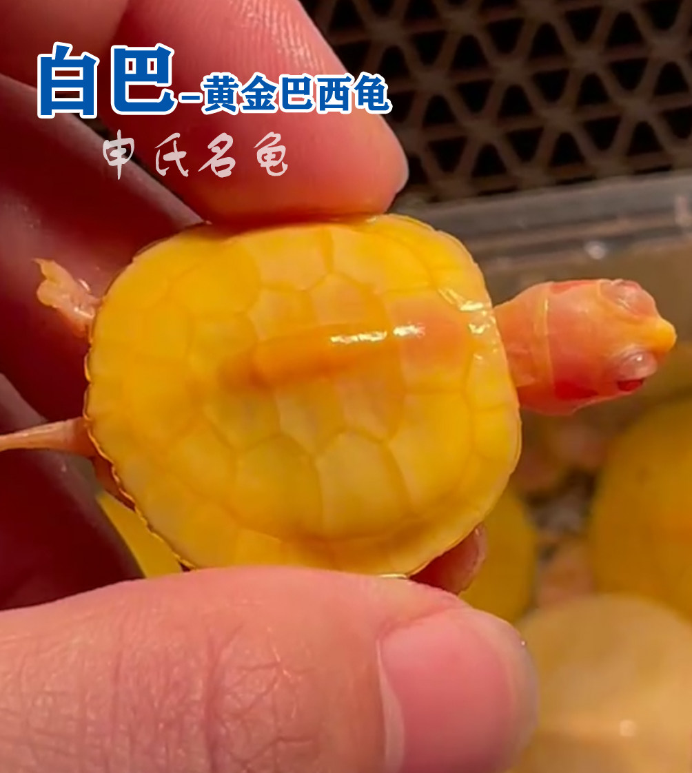 白化黄金巴西龟网红变异巴西龟观赏龟活泼好动互动鱼缸深水