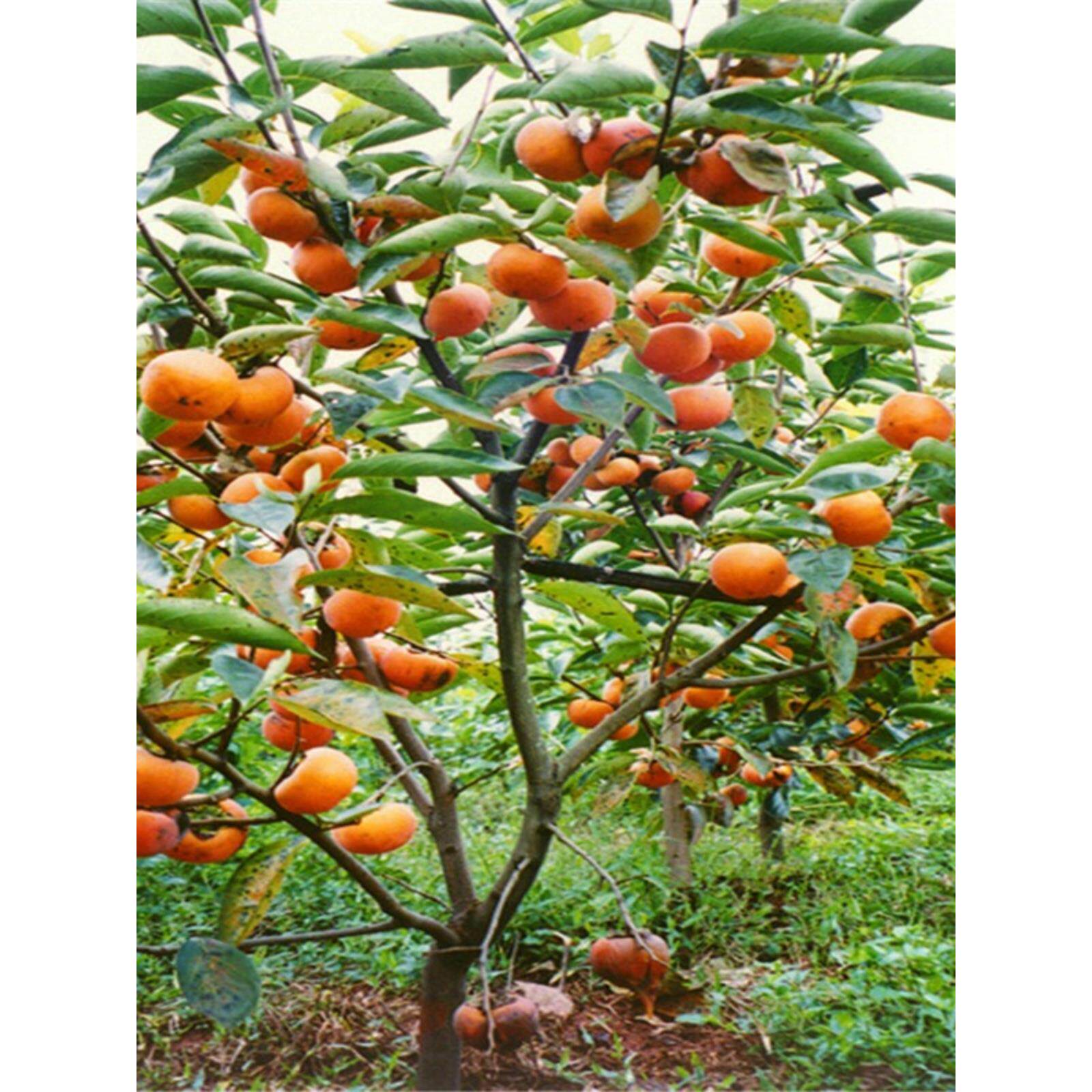 日本甜脆柿子树苗盆景矮化果树老桩盆栽地栽柿子苗南北方种植带果