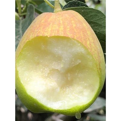梨树苗嫁接特大新疆库尔勒香梨树果苗盆栽地栽南北方种植当年结果