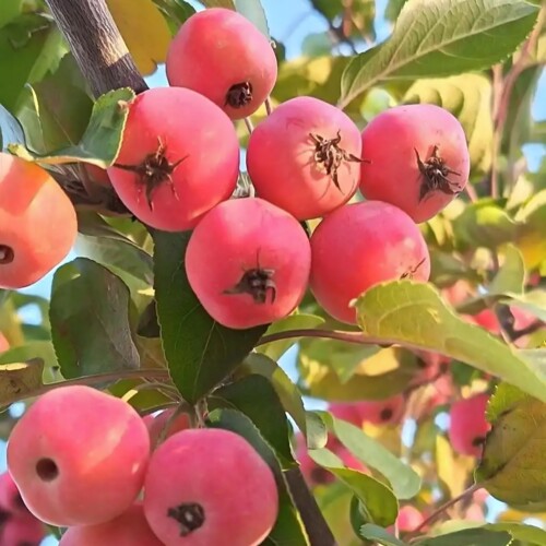 海棠花树苗盆栽花卉四季浇水