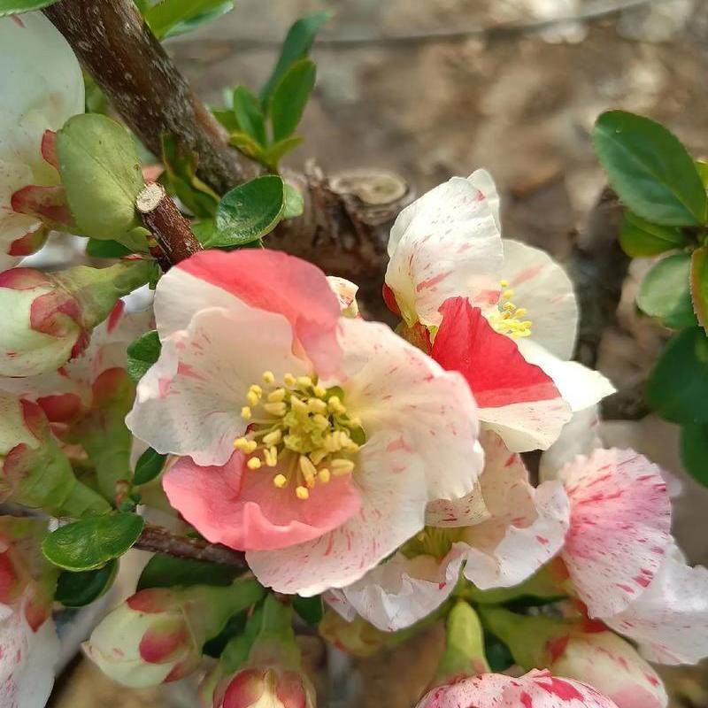海棠花树苗盆栽花卉植物室内阳台庭院四季开花不断好养活