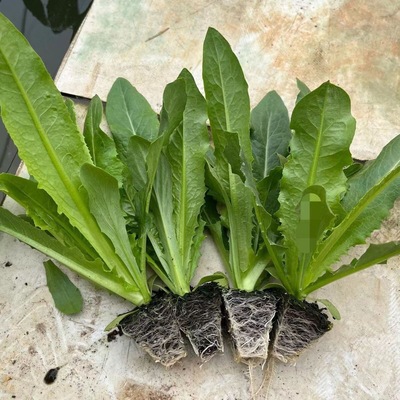 油麦菜种苗秧苗四季新鲜大叶上海青大全白菜阳台速生油麦菜种孑