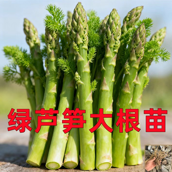 芦笋种根高产多年生芦笋种籽秋冬季蔬菜种子四季庭院盆栽蔬菜种苗