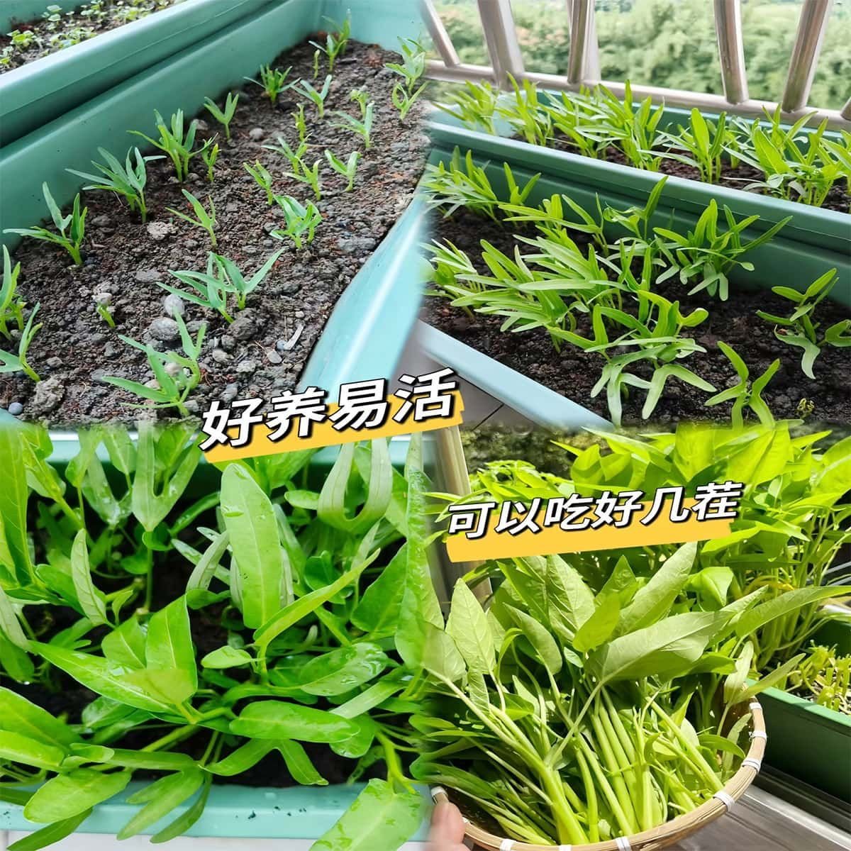 正宗三叉空心菜苗空心菜带原根土活苗空心菜秧苗菜苗反复采摘,鲜花速递/花卉仿真/绿植园艺,家庭园艺种子,淘宝优惠券,粉丝福利购,淘宝优惠卷