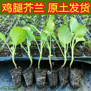 鸡腿芥兰菜苗秧苗新鲜耐寒带土苗甜脆大芥兰露天四季香菇芥兰秧苗