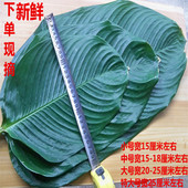 新鲜粽叶广西大粽叶中号30张现摘发货裹蒸粽柊叶非箬叶竹叶送绑绳