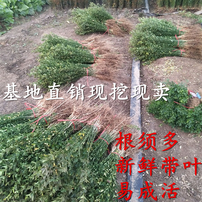 蜜桔砧木积壳篱笆墙带刺枸橘苗