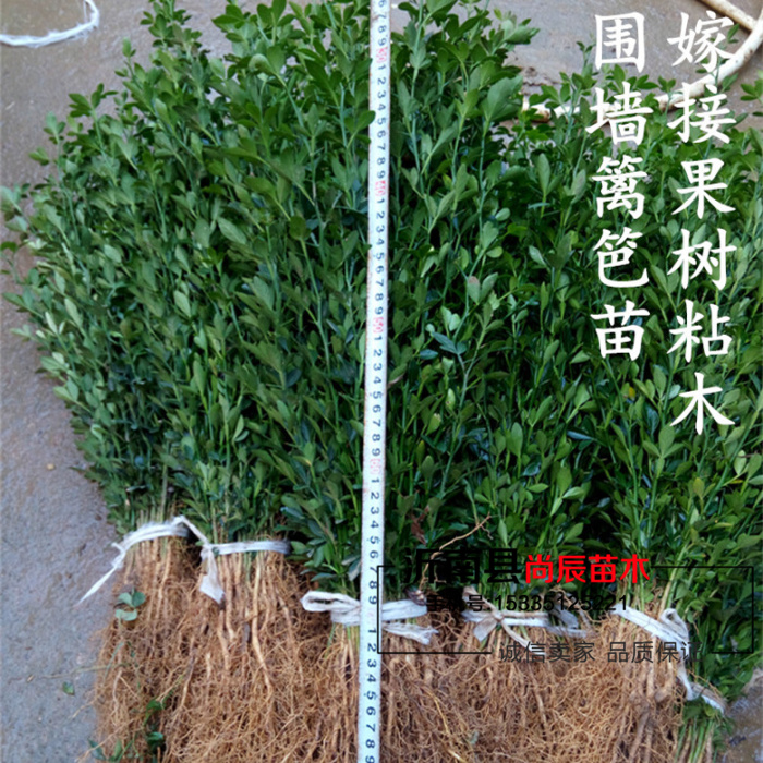 枳壳苗.枸橘苗.篱笆苗.篱笆苗.柑橘柚子脐橙柠檬嫁接用砧木