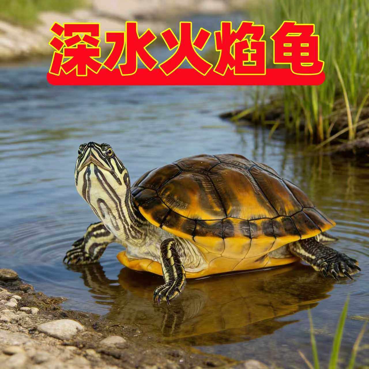 【深水龟】冷水火焰龟 小乌龟活体小宠物鱼缸混养清洁龟吃菜龟