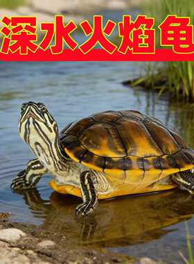 【深水龟】冷水火焰龟 小乌龟活体小宠物鱼缸混养清洁龟吃菜龟