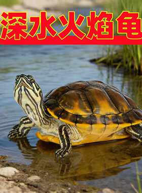 【深水龟】冷水火焰龟 小乌龟活体小宠物鱼缸混养清洁龟吃菜龟