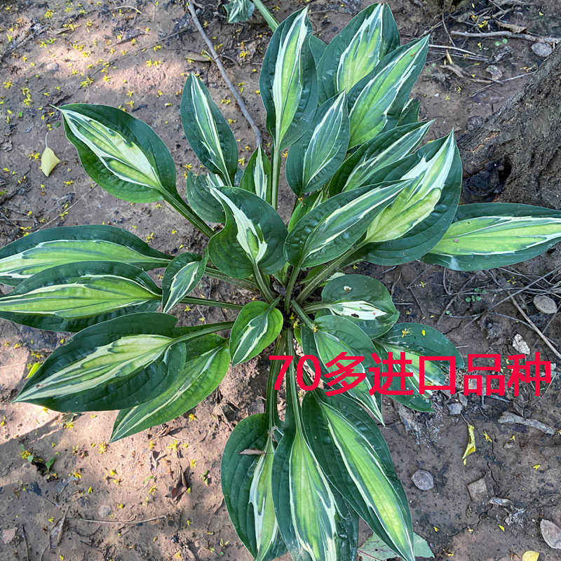 进口玉簪花苗多年生宿根花卉喜阴桌面绿植