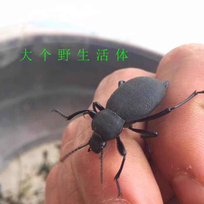中药材壳子琵琶甲虫黑色云南热销