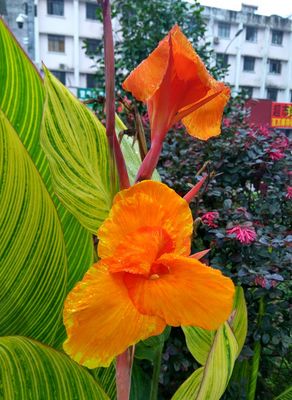 盆栽观花植物花卉美人种球根多色