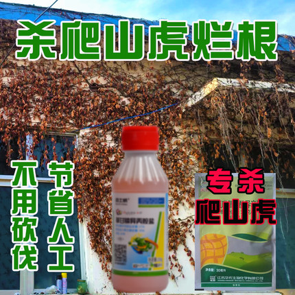 爬山虎除草剂杂草烂根烂叶除草药专杀爬墙虎除根杀爬山虎爬藤药