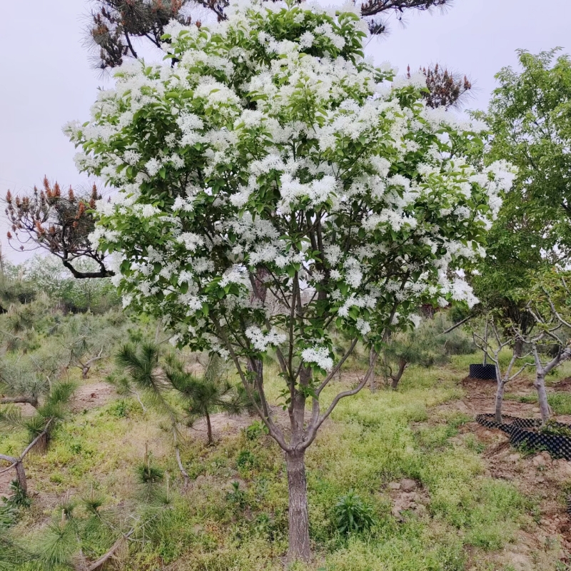 流苏树苗白流苏花树苗盆栽庭院地栽四季风景绿化苗木油根子流苏苗