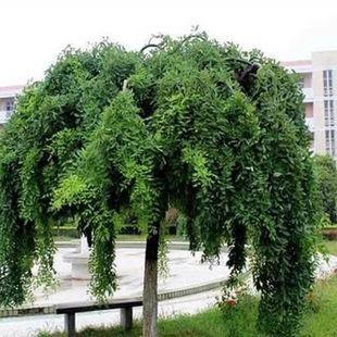 龙爪槐树苗垂槐黄金槐国槐耐寒耐旱四季适宜种植别墅观赏植物地栽