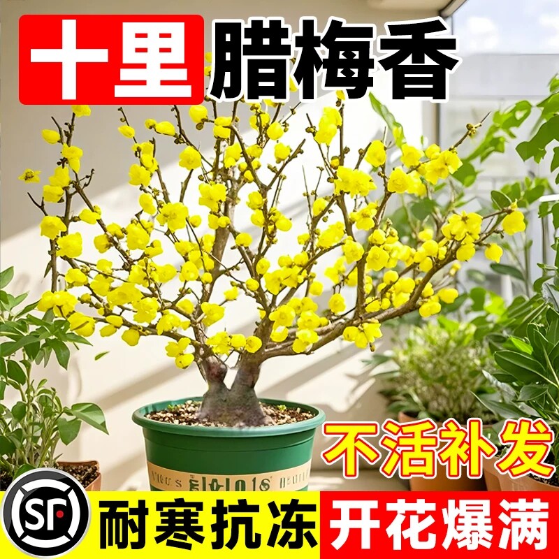 耐寒梅花树苗红梅腊梅绿梅树桩盆景美人梅榆叶梅苗庭院盆栽梅花苗