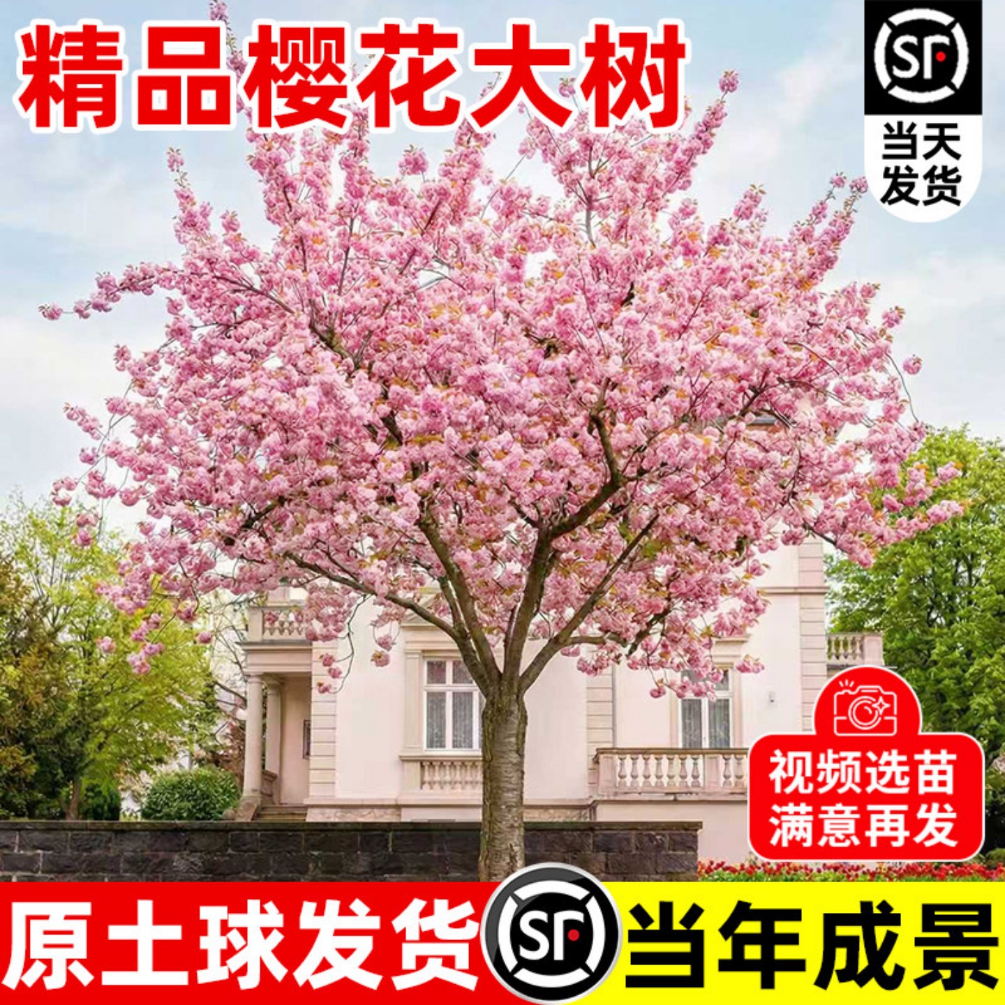 日本樱花树苗南北方室外庭院别墅种植绿化大型风景树花卉耐寒植物