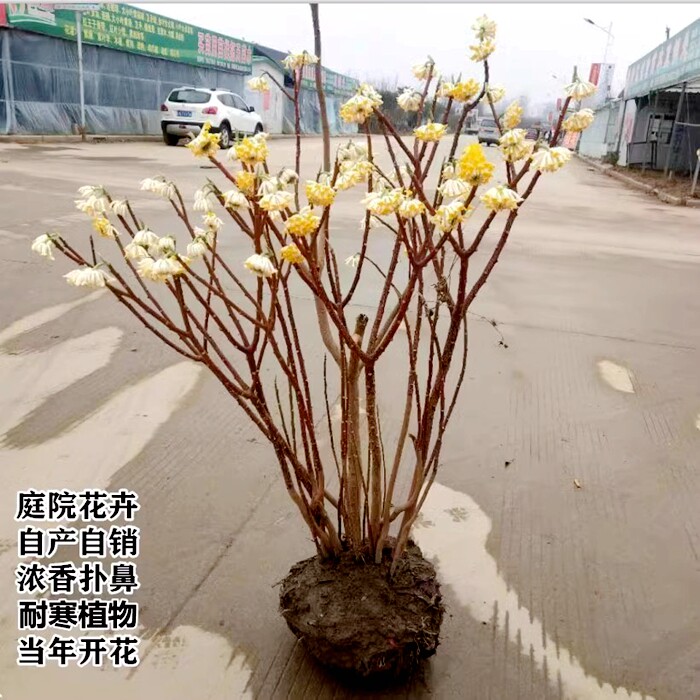 结香花苗梦花树苗金腰带打结花梦冬花浓香型花卉庭院别墅植物盆栽