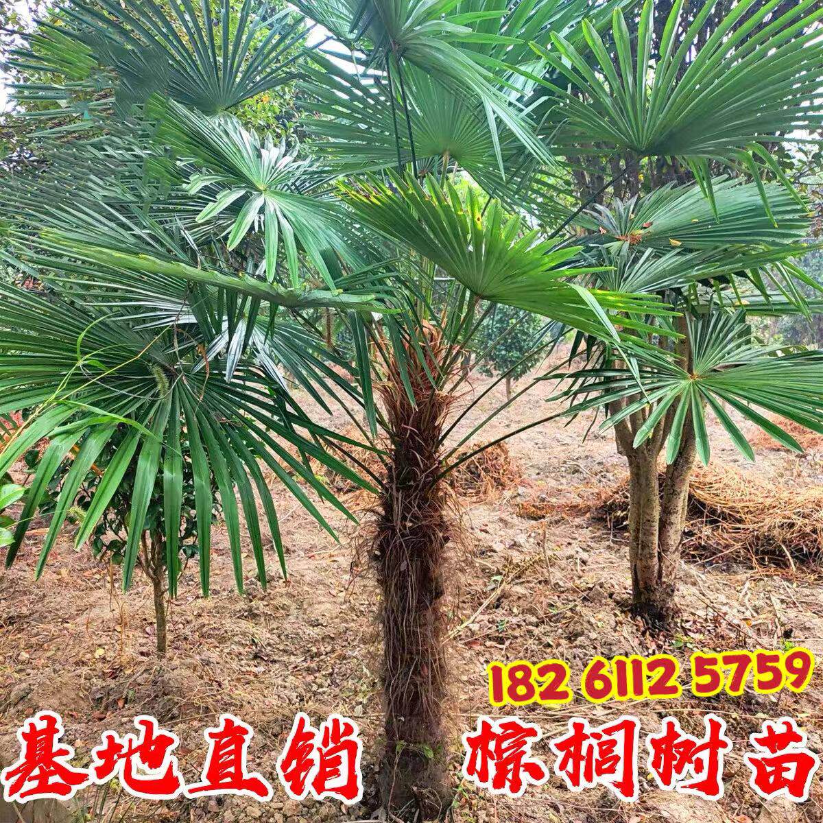 棕榈树苗棕树苗盆栽棕榈苗扇子树苗别墅绿化苗木庭院四季常青植物