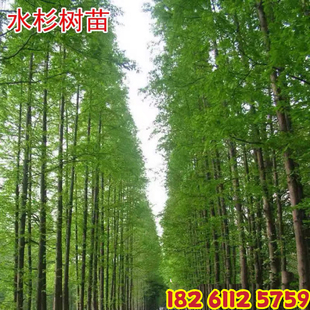 速生水杉树苗大型杉树落羽杉河边庭院道路农田护坡占地南北方种植