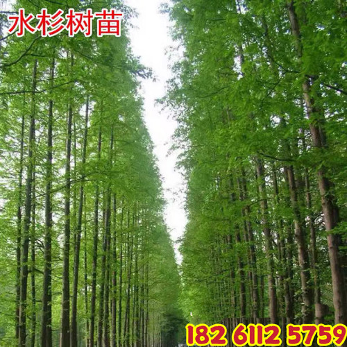 速生水杉树苗大型杉树落羽杉河边庭院道路农田护坡占地南北方种植