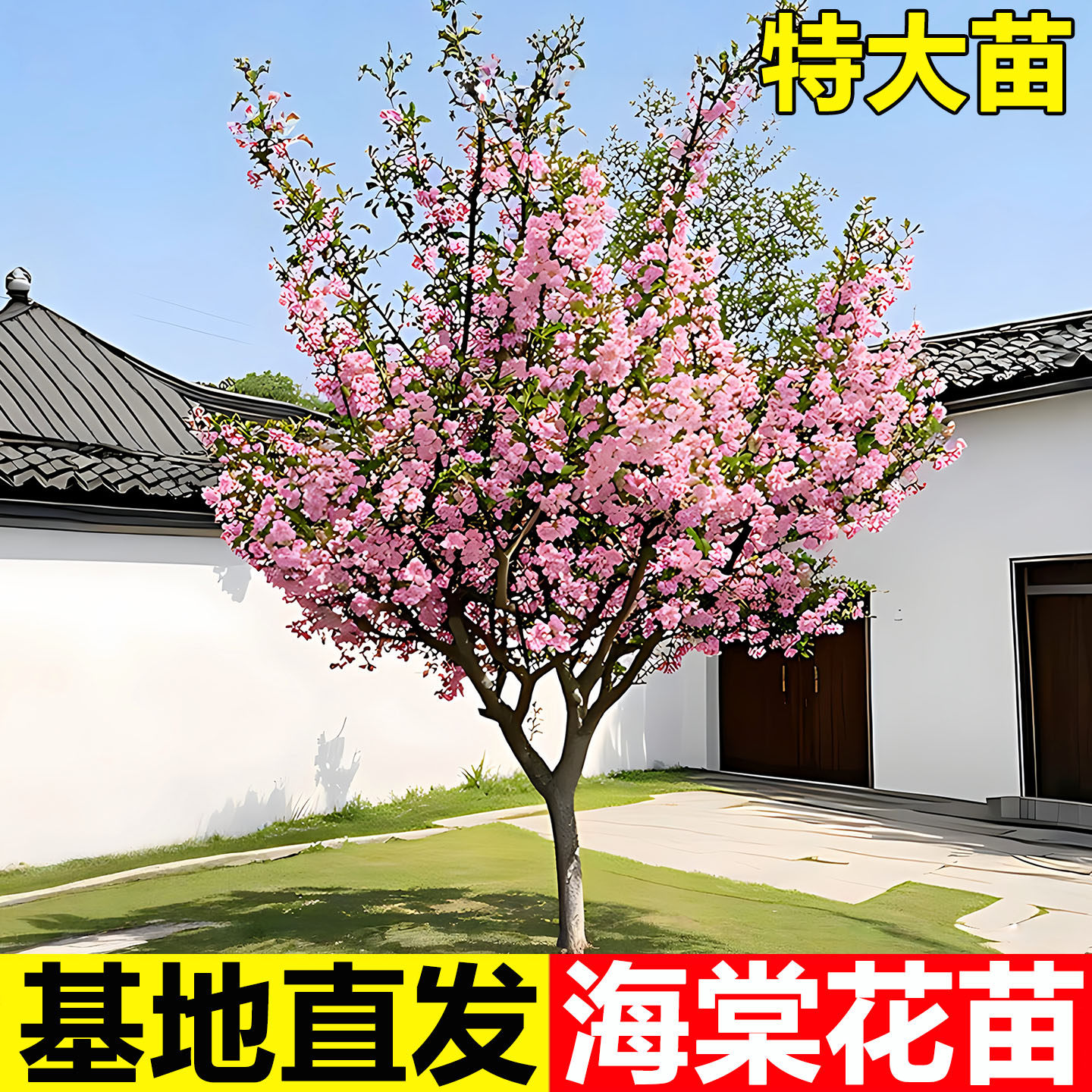 海棠树苗高杆垂丝西府海棠花大树庭院地栽四季好养大型盆栽风景树