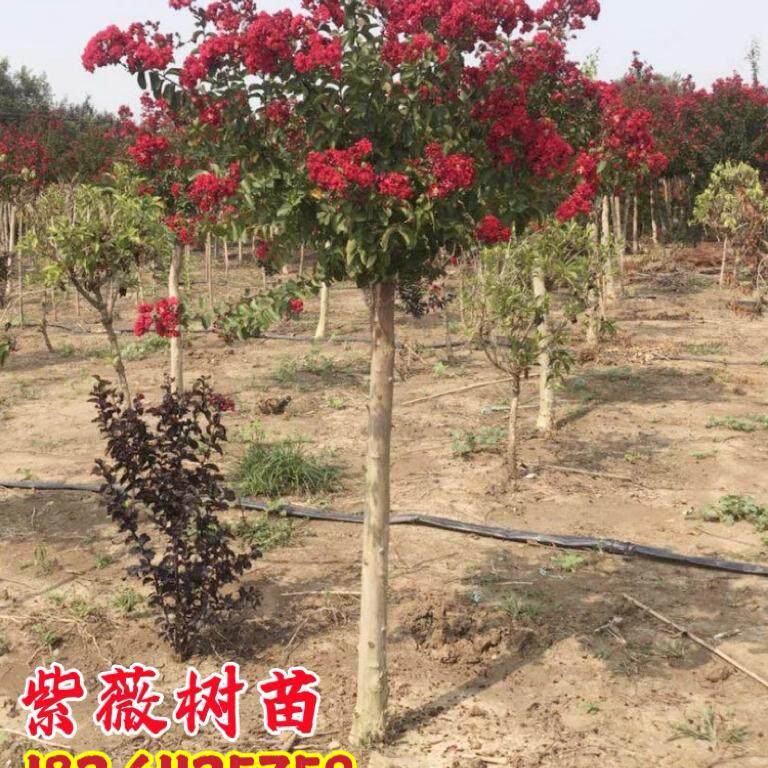 紫薇花树苗美国红火箭盆栽丛生红花紫薇苗庭院大型耐寒风景树造型