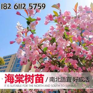 西府海棠垂丝海棠小苗海棠树苗庭院盆栽耐寒风景树高杆北美海棠苗