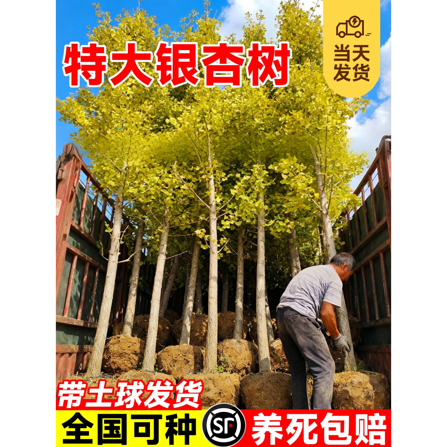 特大银杏树苗六月金杏早金绿叶庭院别墅易成活绿化行道树乔木大树