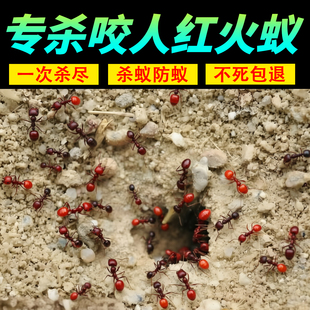 红火蚁药全窝端杀虫剂家用室内非无毒户外马义菜地农用户外蚂蚁xf