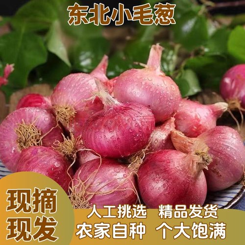 地道东北毛葱大个洋葱头精选发货