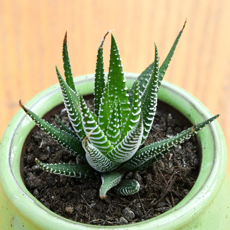 鹰爪十二卷haworthia Reinwardtii 多肉联萌