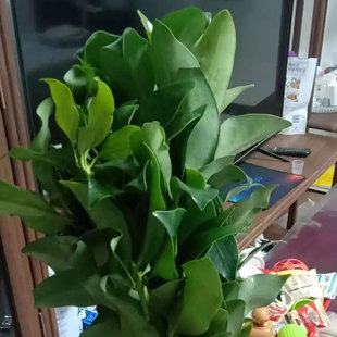 新鲜蜜树樒叶唐密东密真言蜜宗修法供佛法器佛前供佛青莲花佛前草