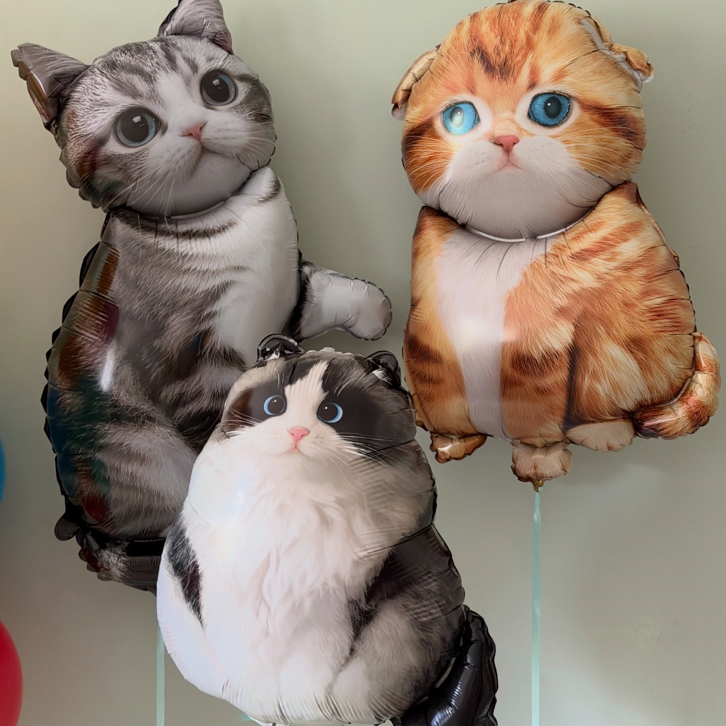 新款布偶猫美短宠物猫生日卡通猫