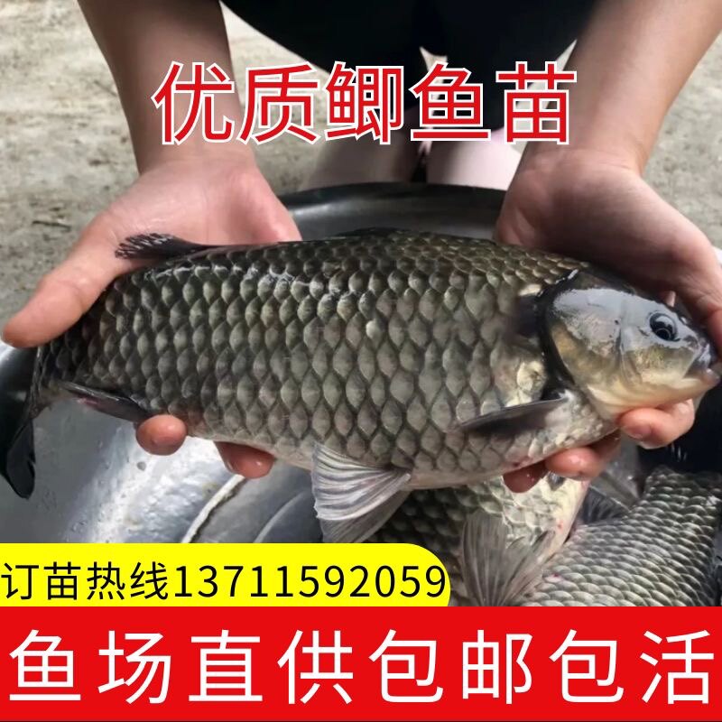 鲫鱼苗特大中科35号鲫鱼苗工程鱼
